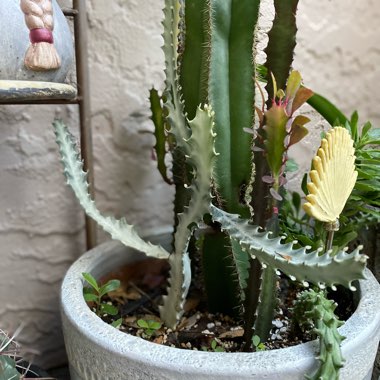 Euphorbia lactea Grey Ghost