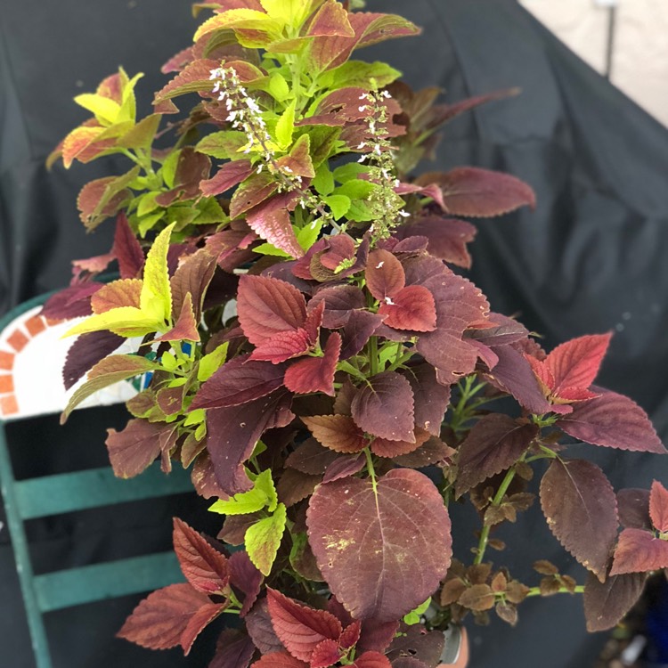 Plant image Plectranthus scutellarioides 'Alabama Sunset'