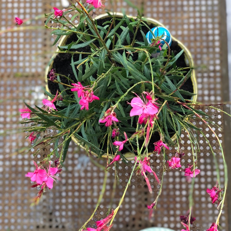 Plant image Oenothera lindheimeri 'Pink Dwarf' syn. Gaura lindheimeri 'Pink Dwarf'