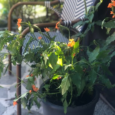 Crossandra infundibuliformis 'Orange Marmalade'