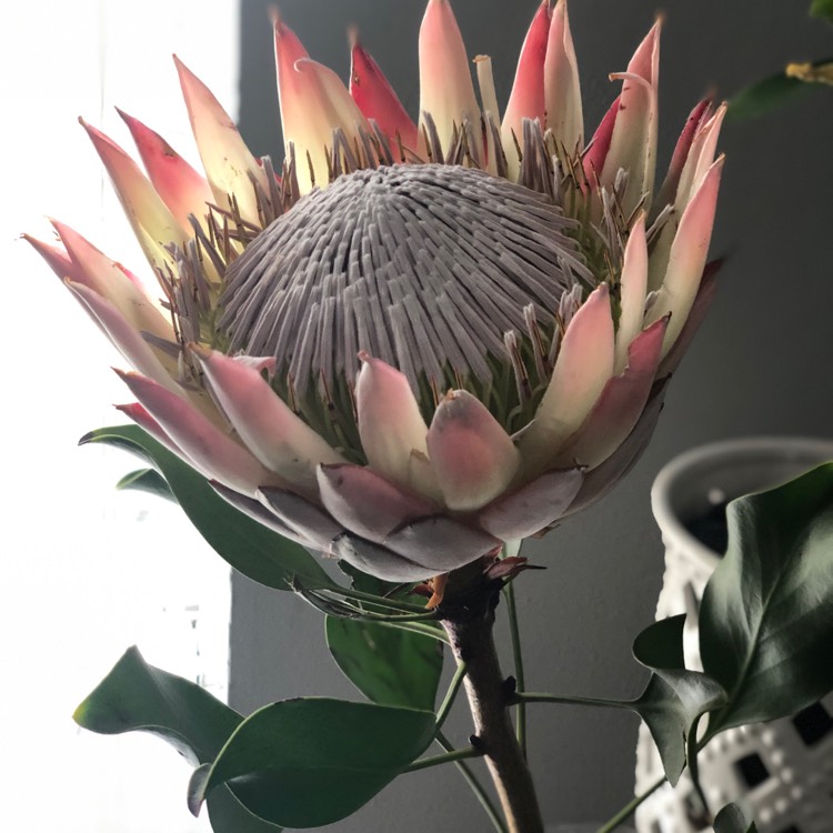 Plant image Protea cynaroides