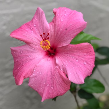 Hibiscus extreme 'Hot Pink'