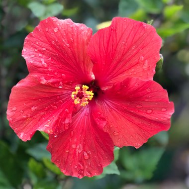 Hibiscus Rosa-sinensis 'Ruby Red'