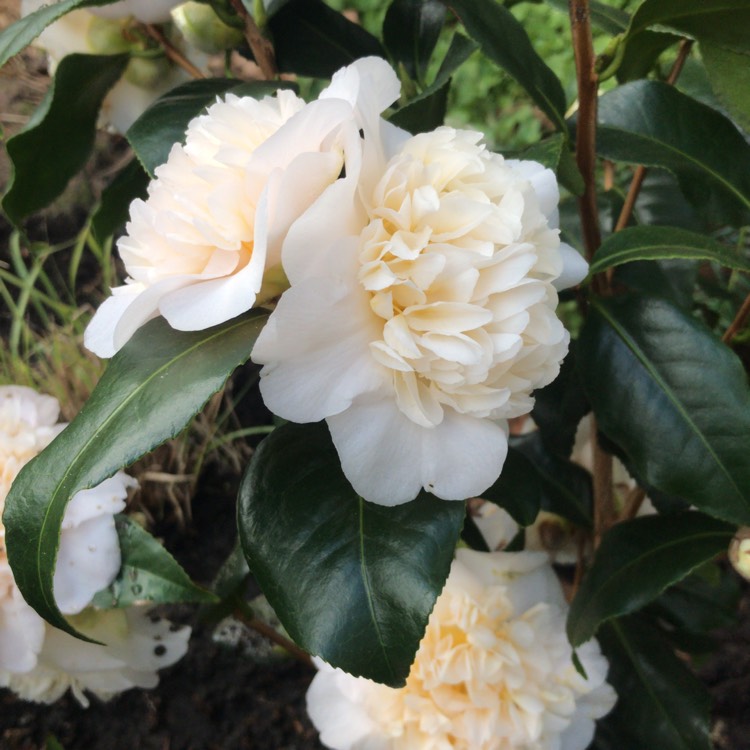 Plant image Camellia japonica 'Brushfield's Yellow'