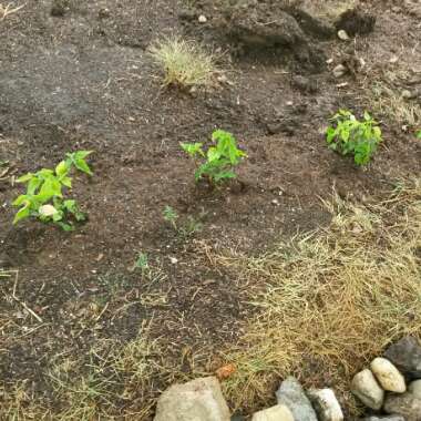 Yellow Archangel