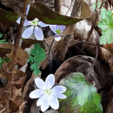 Anemone americana