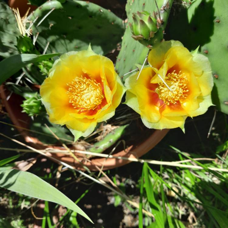 Plant image Opuntia humifusa