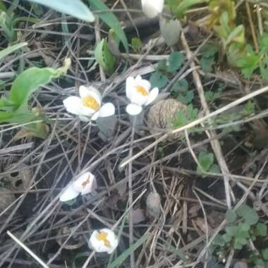 Sanguinaria canadensis