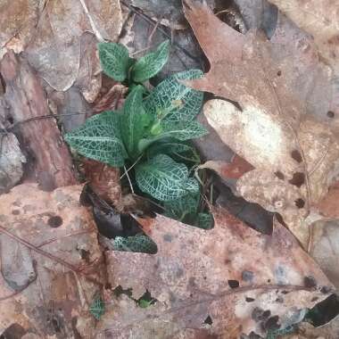 Goodyera pubescens