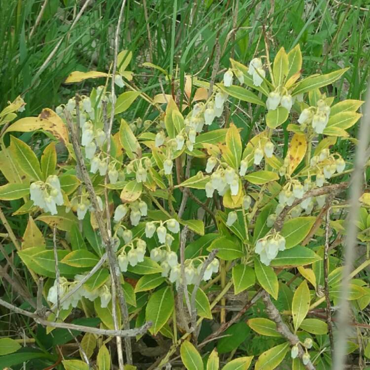 Plant image Pieris 'Brouwers Beauty' syn. Pieris 'Brower's Beauty'