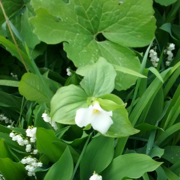 Plant image Trillium