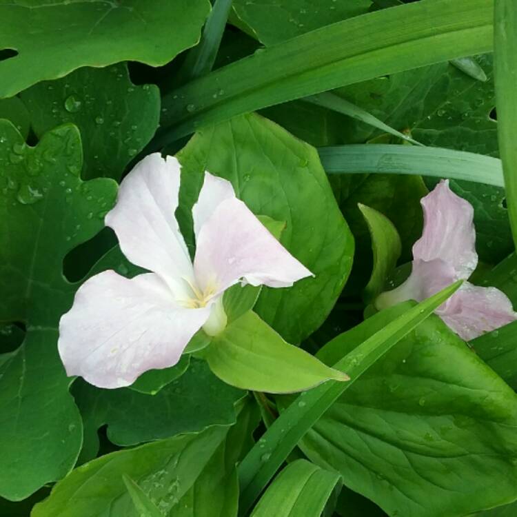 Plant image Trillium