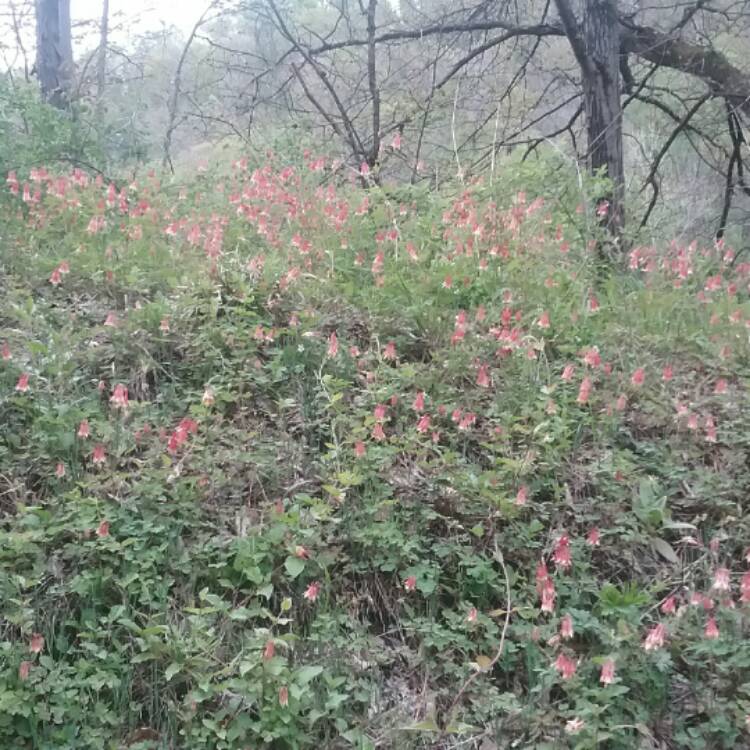 Plant image Aquilegia Canadensis