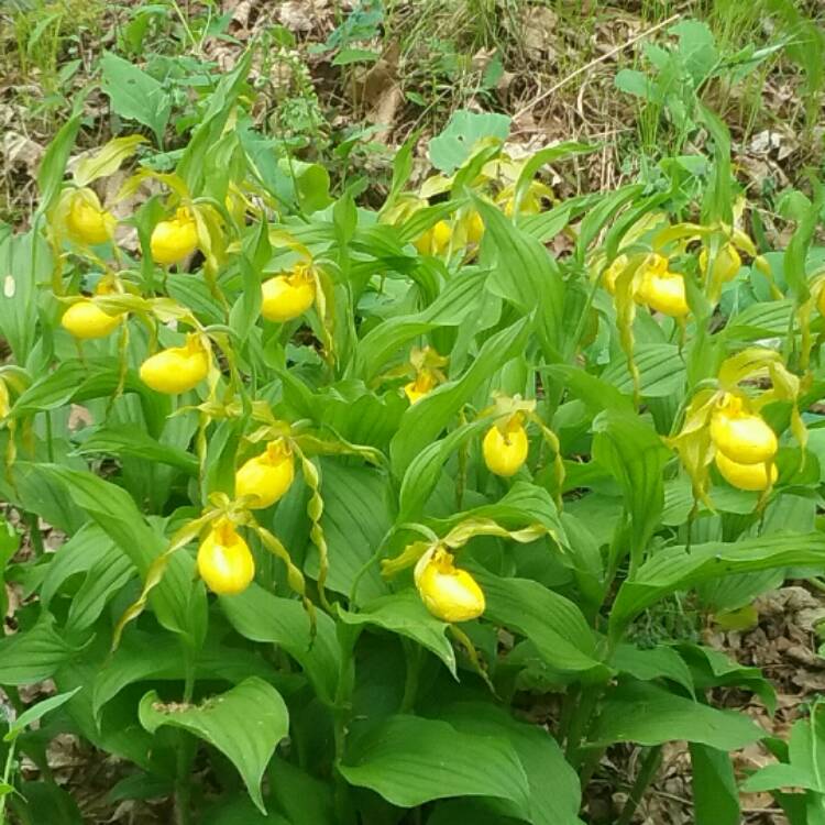 Plant image Cypripedium calceolus