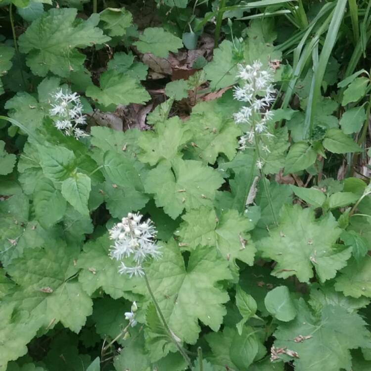 Plant image Tiarella cordifolia