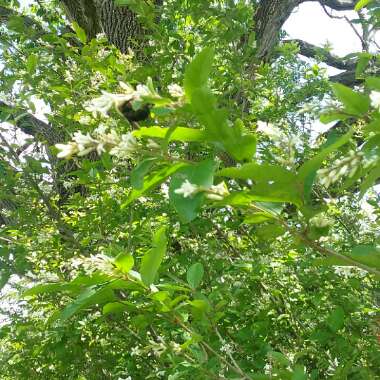 Ligustrum ovalifolium