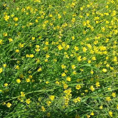 Ranunculus acris