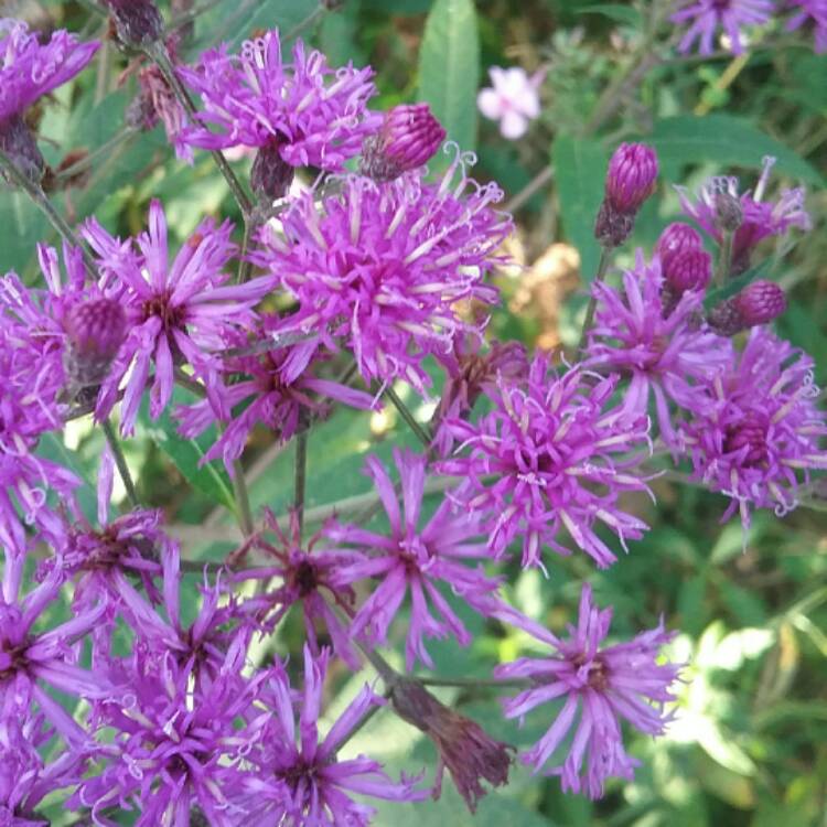 Plant image Vernonia lettermannii 'Iron Butterfly'