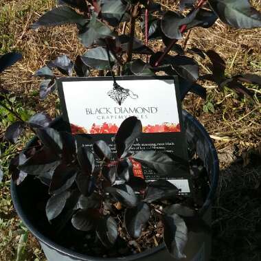 Lagerstroemia 'Black Diamond®' Red