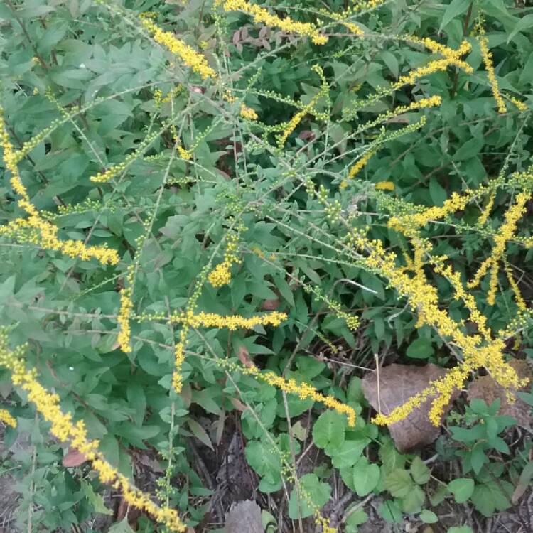 Plant image Solidago Rugosa 'Fireworks'