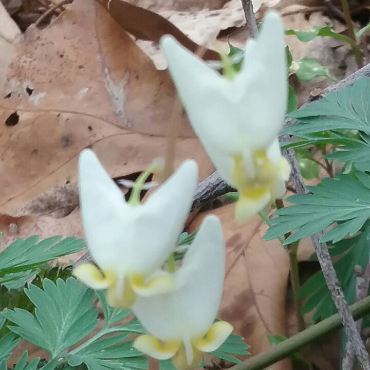 Plant image Dicentra cucullata