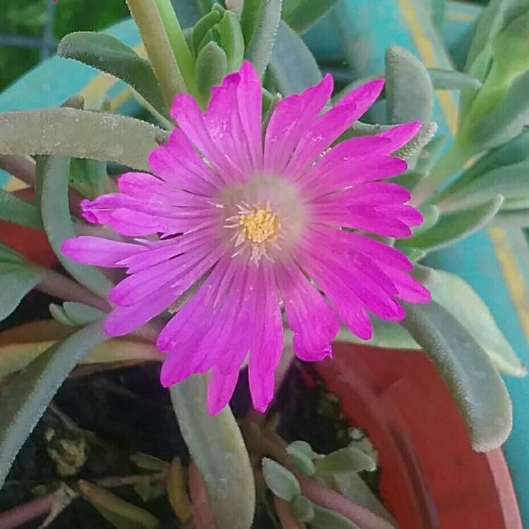 Plant image Delosperma