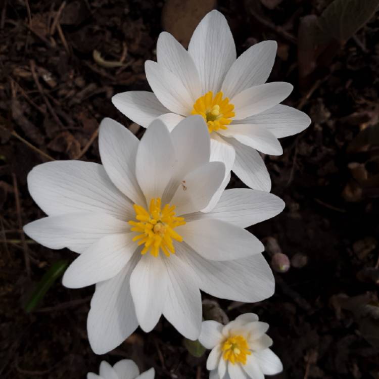 Plant image Sanguinaria canadensis