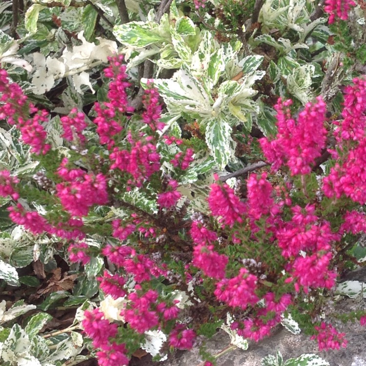 Plant image Erica x darleyensis f. aureifolia 'Eva Gold'