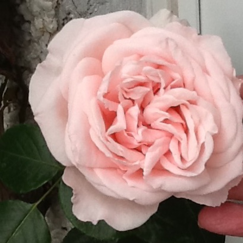 Rose 'Penny Lane' (Climbing)