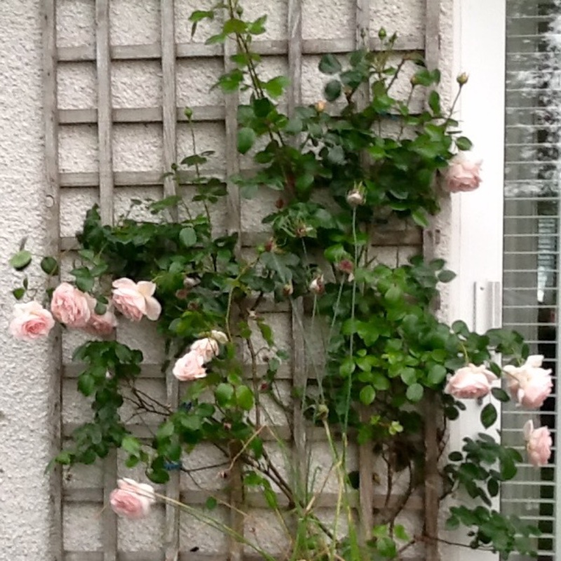 Rose 'Penny Lane' (Climbing)