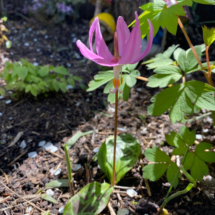 Plant image Erythronium americanum