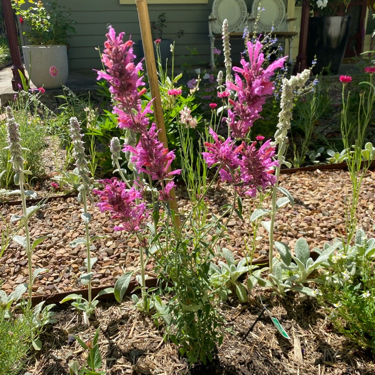 Plant image Agastache aurantiaca 'Sweet Lili'