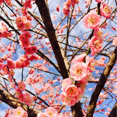 Prunus Mume Beni-Chidori