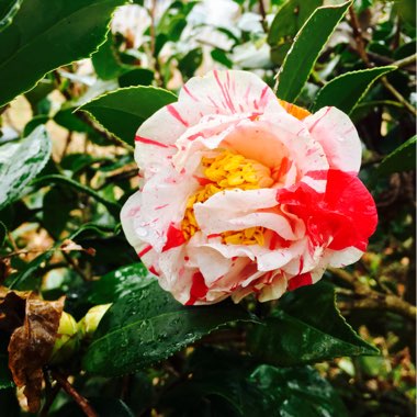 Camellia japonica 'Christmas Beauty'