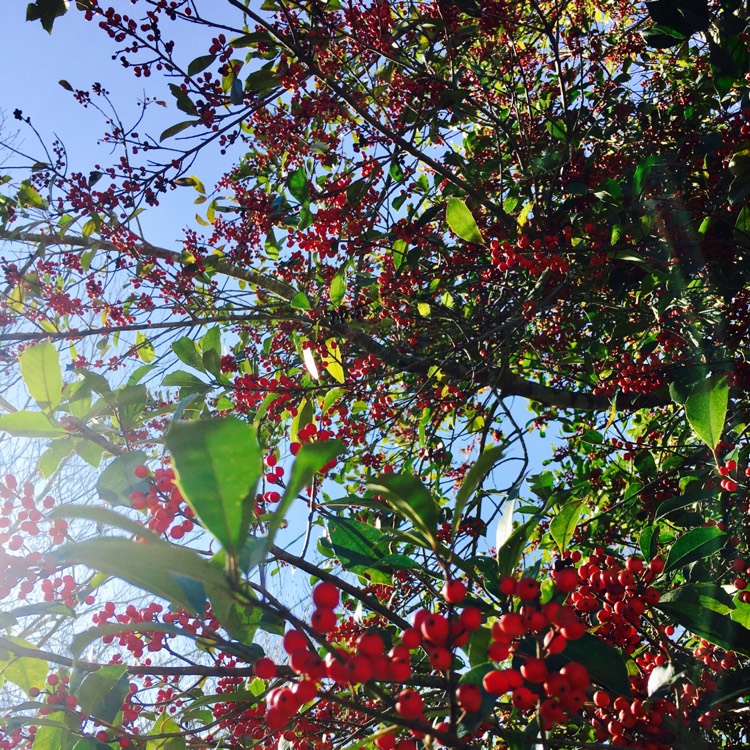 Plant image Ilex Cassine