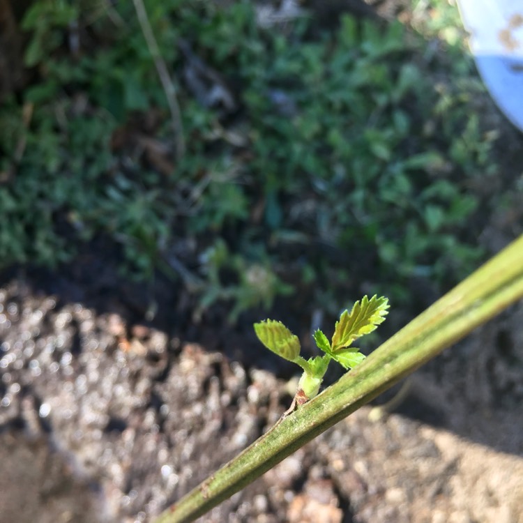 Plant image Rubus Fruticosus 'Loch Ness'