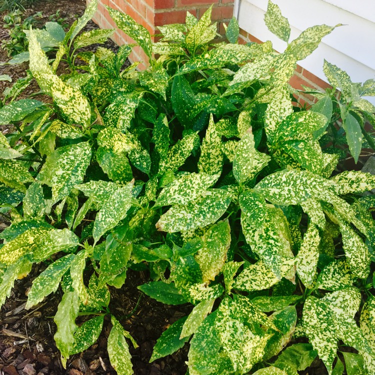 Plant image Aucuba japonica Variegata