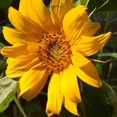 Helianthus annuus