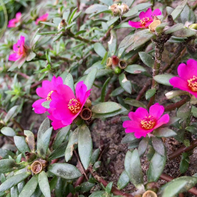 Plant image Portulaca amilis