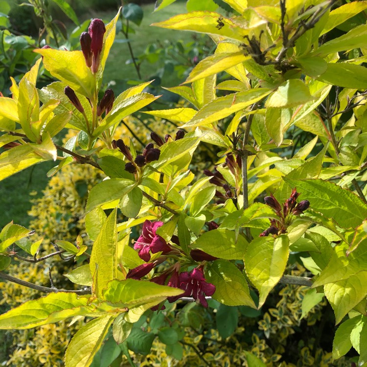 Plant image Weigela 'Olympiade' syn. Weigela 'Briant Rubidor', Weigela 'Rubidor', Weigela 'Rubigold'