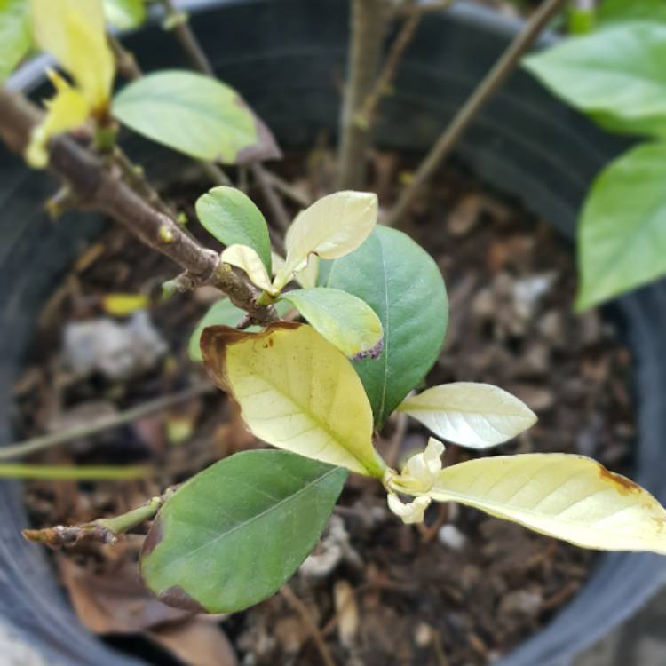 Plant image Gardenia jasminoides 'Four Seasons'