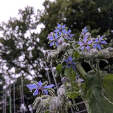 Common borage