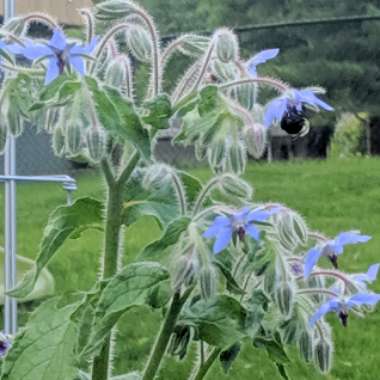 Common borage