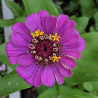 Zinnia