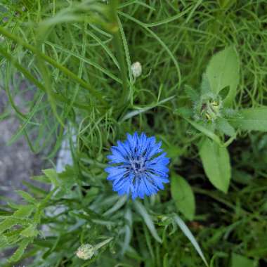 Cornflower