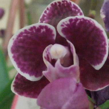 Moth Orchid