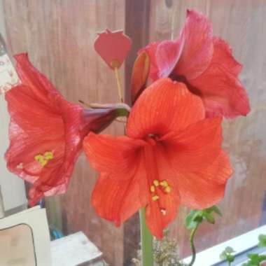 Hippeastrum (Amaryllis)