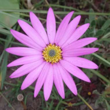 African Daisy