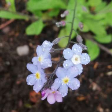 Woodland Forget-Me-Not