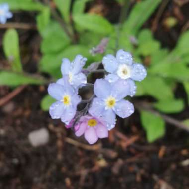 Common Forget-me-not